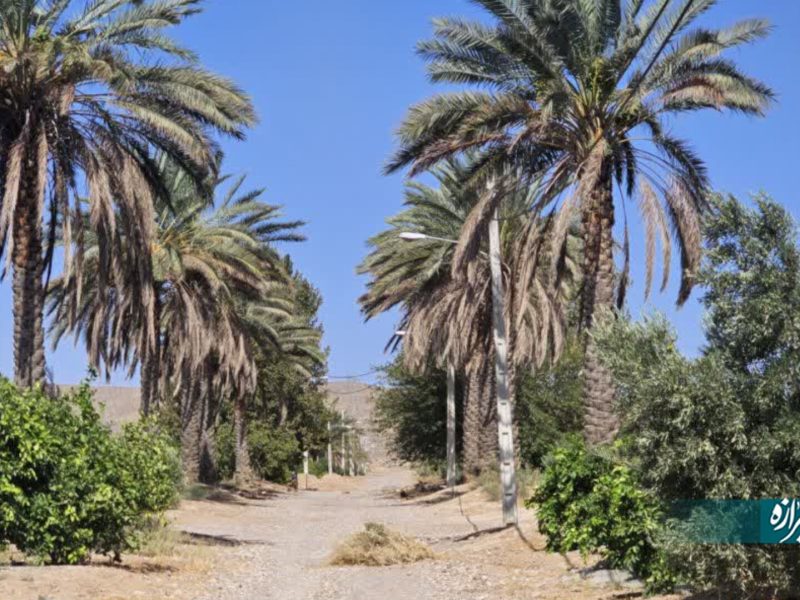 آغاز گرده‌افشانی نخیلات فسا برای تولید ۱۵۰۰ تن خرما