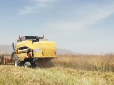 آغاز برداشت کلزا از مزارع کشاورزی شهرستان فسا