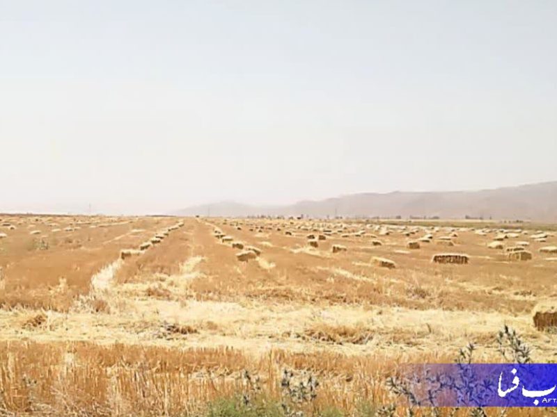 جمع‌آوری ۲۸ هزار تن کاه برای دامداری‌های فسا