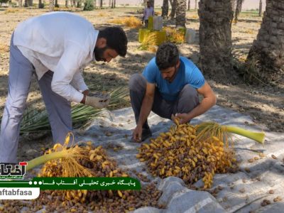 آغاز فصل برداشت خرما در شهرستان فسا