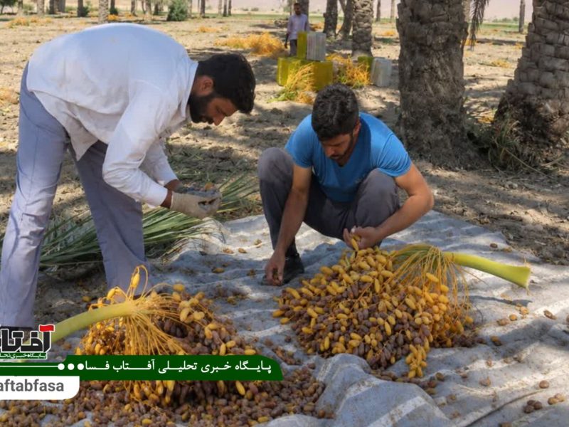 آغاز فصل برداشت خرما در شهرستان فسا